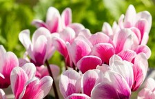 お客様から人気の黒潮本マグロのゆっけを味わえる新コースです。