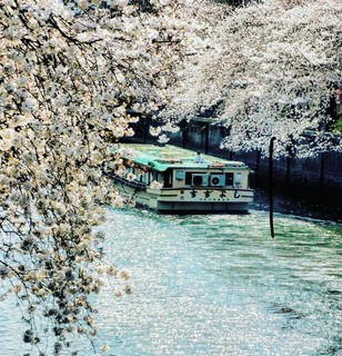 屋形船のお花見はいかがですか？