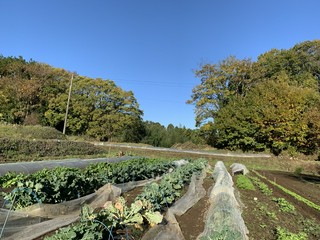 お料理にてご提供する野菜も自家製のものです。