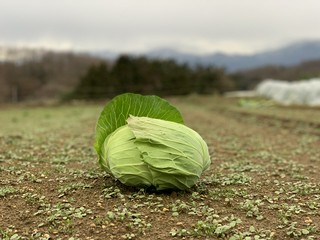 いつでも新鮮な食材を使用しています。