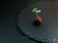 季節の食材を詰めた一品。珠玉のコースに期待が高まる、洗練された一皿です。