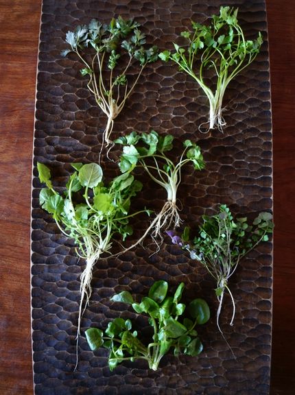 深大寺ガーデンや東京の里山から採取される野草たち