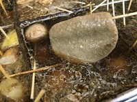 静岡おでんには欠かせない具材の１つ「黒はんぺん」。
静岡　焼津から取り寄せています。関東で言う「つみれ」と似ていて、材料が青魚「鰯・サバ・太刀魚等」から造られる練り製品です。