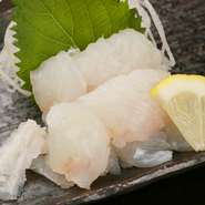 その時季ならではの食材をいただけるのが【炉ばた屋　鶴吉　出抜小路店】の魅力。信頼のおける仲介業者から仕入れる平目は、シンプルな刺身で食べられます。ねっとりとした食感で、日本酒との相性抜群。