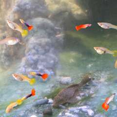 可愛らしく泳ぐ熱帯魚の姿を眺められる水槽