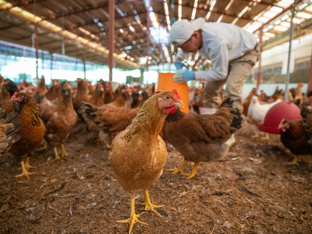 九州食材にこだわりあり！ジューシーなみやざき地頭鶏に舌鼓