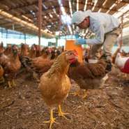 天然記念物「地頭鶏」が原種の「みやざき地頭鶏」。中でも脂のノリの良いメスだけを選び、生産者から直接仕入れています。コシがあるのに柔らかくジューシーな肉質を炉端焼きや原始焼きでたっぷりと堪能できます。