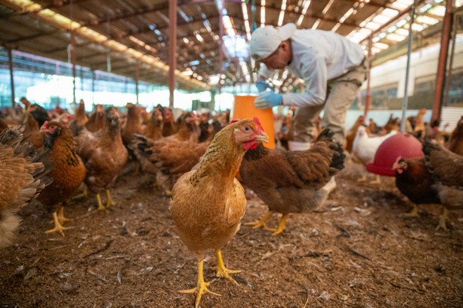 食材にこだわっている