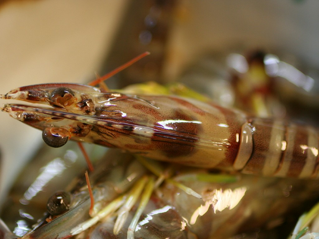 鮮度バツグン、活き才巻海老を使用