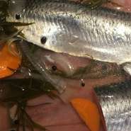 しっかり漬け込んだニシンをサワークリームと共に
全粒粉とライ麦で焼き上げた薄切りパンの上に