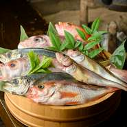 旬の新鮮な魚をはじめとした、その季節を代表する食材たち。刺身に焼き物に揚げ物と、それぞれの良さを引き立てる調理方法で提供してくれます。時期により料理の内容も異なるため、何度でも楽しませてくれます。