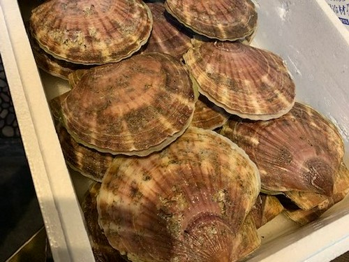 鮮度の良い旬の魚介ならではのおいしさ