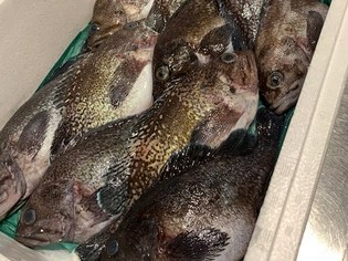 青森から空輸で届く、朝に水揚げされた旬の魚介類