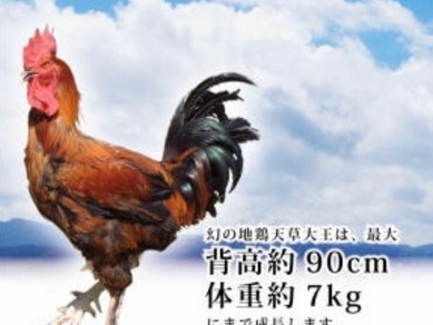 ジューシーな肉質と豊潤な味わいがしっかりと楽しめる『天草大王もも肉炙り焼き』