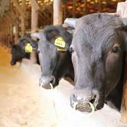 牛はストレスに弱く、食べる餌の量や体質も一頭ごとに異なります。中山牧場では、一般的な牛舎（5～8頭）より抑えて3頭ずつ入れることで、ゆったりとした環境で肥育。より良い肉質の牛を育てています。