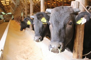 広めの環境でストレス軽減を実現。手をかけて丁寧に育てられる牛