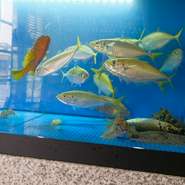 店主が旬の鮮魚を目利きして仕入れ。店内の水槽で選ぶことも可能