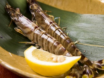 焼いて良し、刺身で良し。2通りの味わい方で堪能する『車海老』