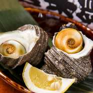 仕入れは付き合いの長い鮮魚店から、産地にこだわらず“その日の良いもの”を厳選。新鮮なサザエに醤油を垂らして焼き上げれば、香ばしい磯の香りが漂います。旨みたっぷりの味わいは、どんなお酒にもピッタリ。