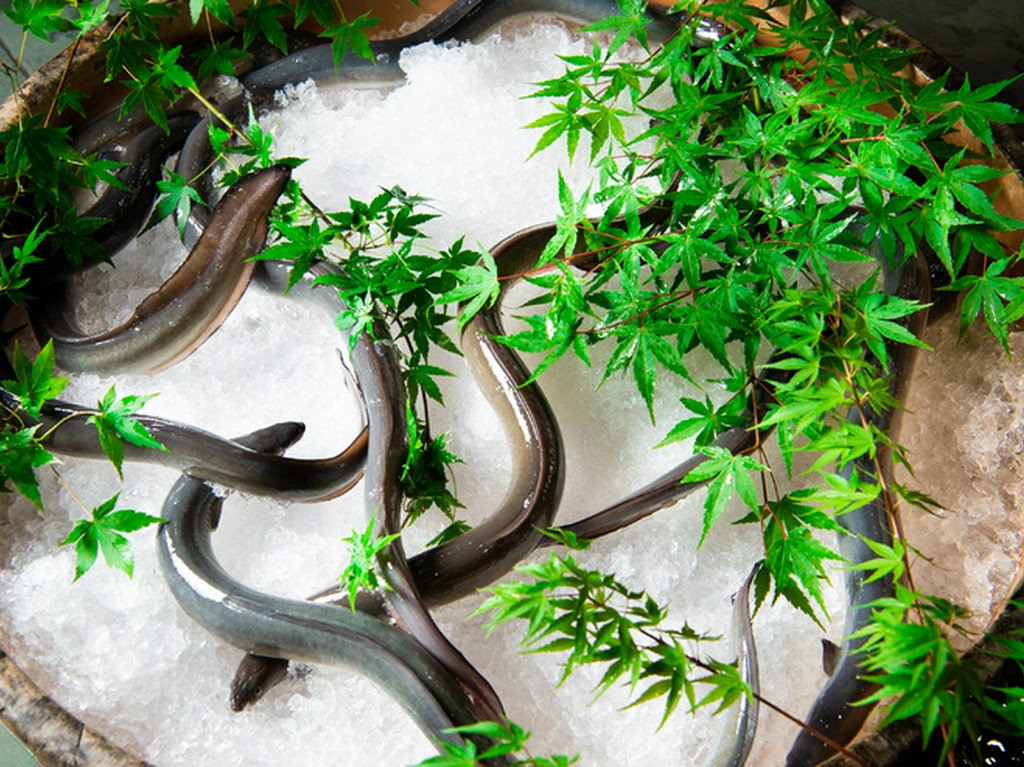 身がむっちりと詰まった、脂のりの良い大きなサイズを選別『鰻』