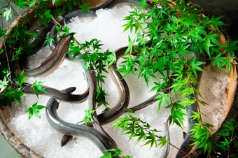 身がむっちりと詰まった、脂のりの良い大きなサイズを選別『鰻』