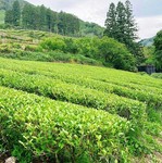 八女茶の生産者大橋さんは、『お茶は農産物であり、加工品でもある』と教えてくださいました。手間が掛かっても農薬を使わずに、茶葉により最適な蒸加減を調整されます。aga-riではデザートに使用しています。
