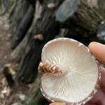 福岡県桂川町のK`sファームは福岡県発祥の苺（あまおう）、スイートコーン、マスクメロンのみを栽培しています。『多くの方から美味しいといわれたいと』栽培品種を絞り季節毎に作物にたっぷり愛情を注いでいます。