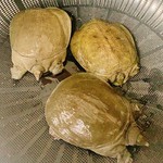 能古島久保田農園のブラッドオレンジを使用しています。
甘くて豊かな香りが特徴でイタリアでは一般的ですが国内では、とても希少です。