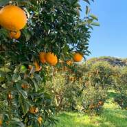 『ブラッドオレンジ』