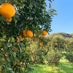 能古島久保田農園のブラッドオレンジを使用しています。
甘くて豊かな香りが特徴でイタリアでは一般的ですが国内では、とても希少です。