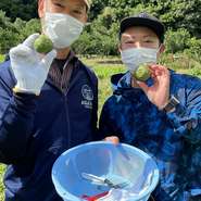 九州は柚子胡椒の発祥の地です。皮をそのまま使用する柚子胡椒には無農薬の柚子が適しています。柚子胡椒工場のオーナーにお願いして収穫させていただく、柚子の香りは格別です。