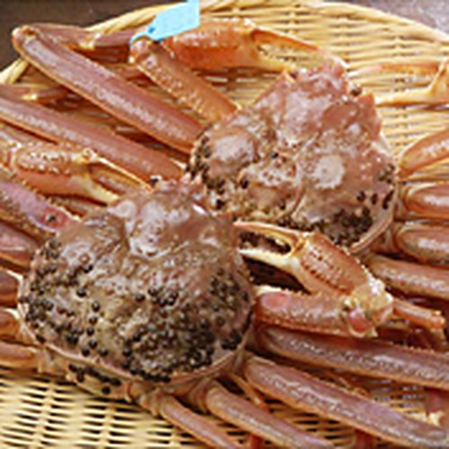 日本海の美味　ずわい蟹