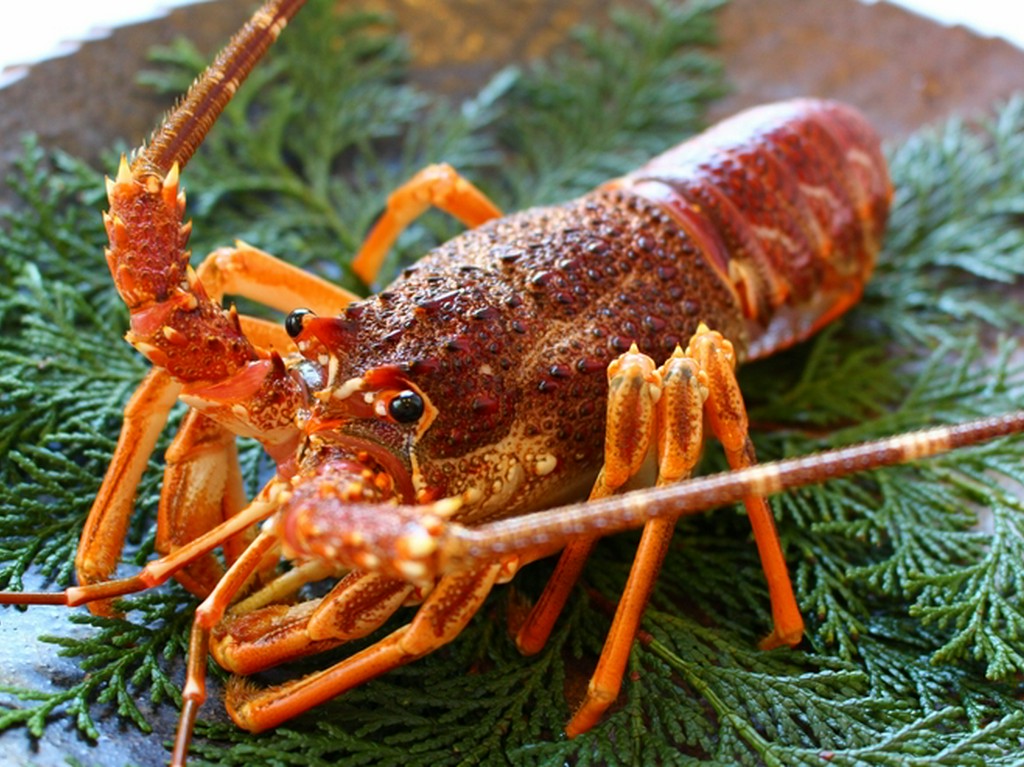 活伊勢海老(400g級)