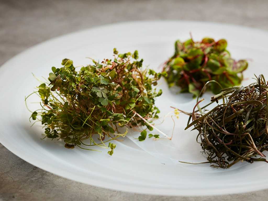 ガルニチュールには、鮮度がよく香り高いハーブや野草を