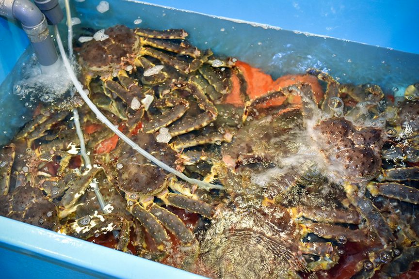 タラバガニは活きたカニだけを北海道各地の産地から厳選