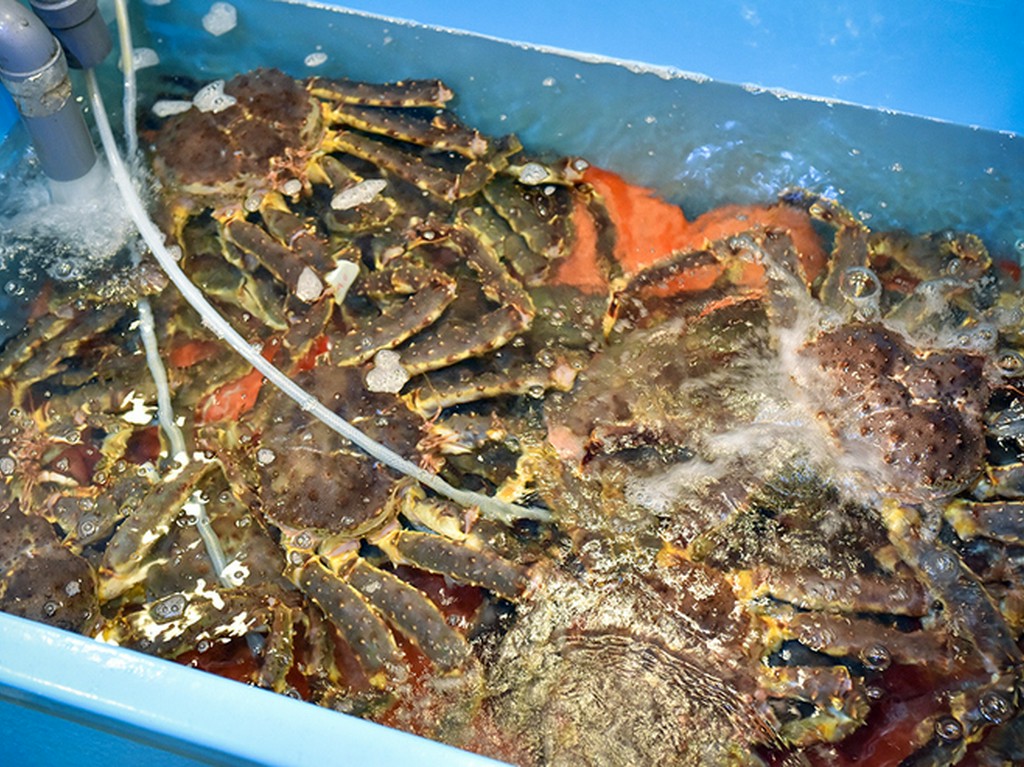 タラバガニは活きたカニだけを北海道各地の産地から厳選
