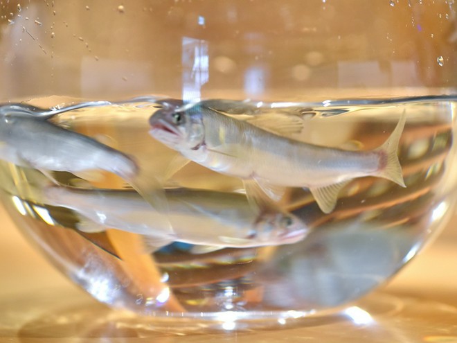 宴会におすすめ