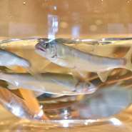 初夏から夏にかけては「天然鮎」、秋に向かう頃には琵琶湖の「天然鰻」。寒い冬には、清流で育った「モロコ」を。四季折々の旬の食材を一番おいしい状態で提供してくれるのは、この店ならではの魅力です。