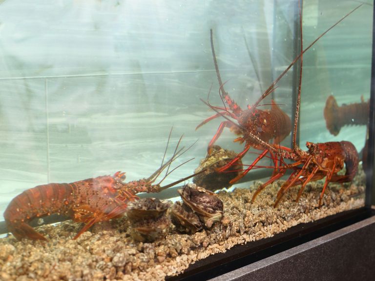 伊勢海老・鮑、水槽から選んだ活け物をそのまま鉄板焼きに