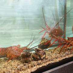 伊勢海老・鮑、水槽から選んだ活け物をそのまま鉄板焼きに