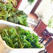 時間をかけてつくる自家製パスタを始め、自家製の生ソーセージ、自家栽培でたくましく育った野菜や香草を使用することも。食材全てにこだわった品々をお楽しみください。