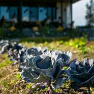 自然なまま育つ野菜のおいしさに魅せられ、夫婦で自然栽培の畑とそこで育つ野菜を味わえる店をつくることを決意。店の前に広がる37aもの自家農園で年間約130種の野菜を栽培。滋味に富む旬の味を届けています。