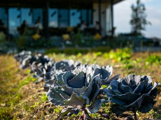 無農薬・無肥料の自然栽培で育てる、元気でおいしい季節の野菜