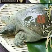 ブランドすっぽん『沖縄パインすっぽん』とは