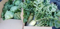 当店では神奈川県産の新鮮な野菜を店主が農園まで行き収穫した野菜をご提供しています。
その時期によって採れる野菜は違いますが、農家さんが大切に育ててくれた野菜も是非ご堪能頂きたいと思います。