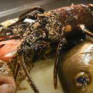 全国各地の天然物をご用意しております。一本釣り真鯛を使用した鯛飯は一番のおすすめです。常連さんをも飽きさせない料理長のレパートリーの広さは圧巻です。