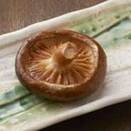 どんこ椎茸