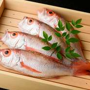 のどぐろ、甘鯛、鯵といった天然魚は地元の魚屋から仕入れ。平野に恵まれた小松市内では多くの野菜やお米も栽培されており、実際に素材を見て触りが良いものを八百屋・農家から直接買い付けられています。