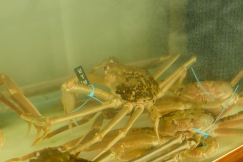 生けすの中で鮮度を徹底して管理される加能カニ（ずわいかに）