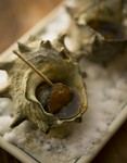 コリコリ食感と醤油の香ばしさがたまらない、炉ばた焼の定番であり逸品！
